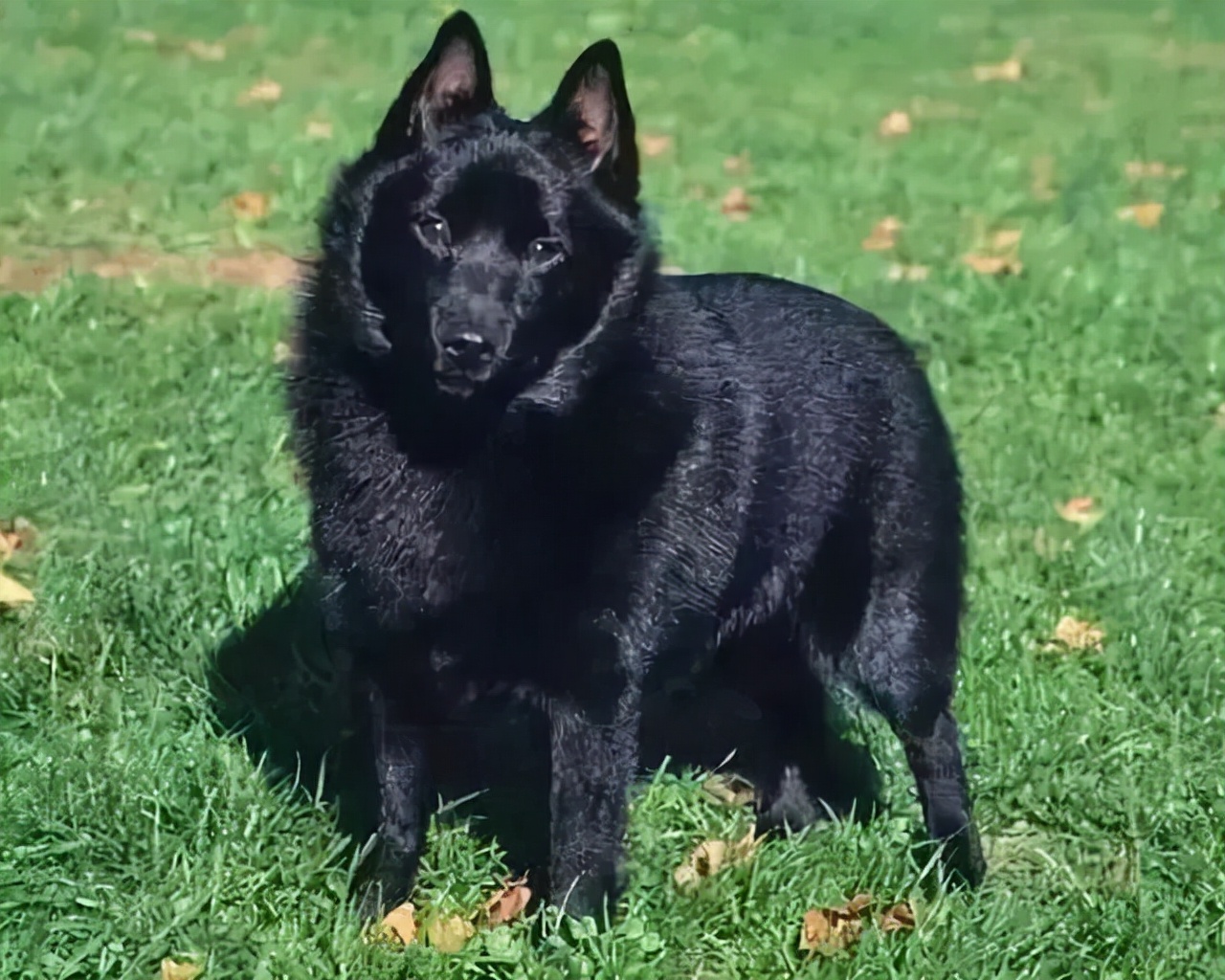 世界犬种智商排名榜前 30 名的聪明狗狗