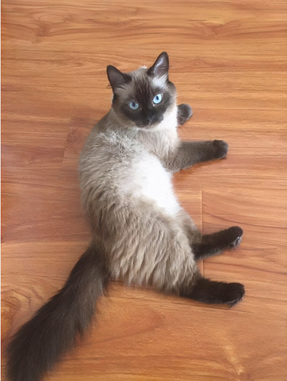 重点色却总被说成是和暹罗的串重点色暹罗是什么意思