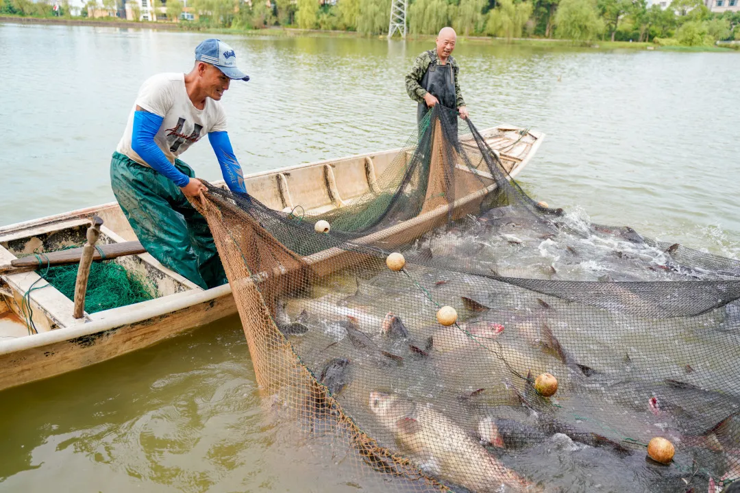 金职喊你免费吃鱼啦