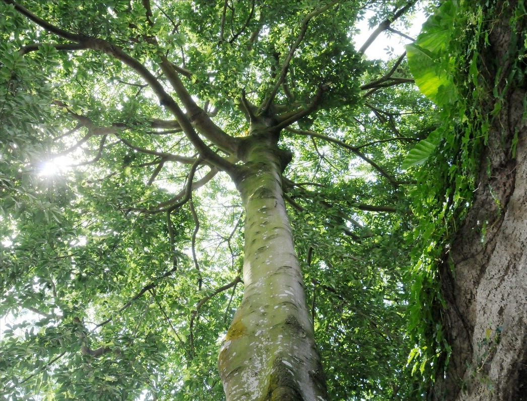 漆树过敏多少天能自愈(认识植物界的) - 青木春