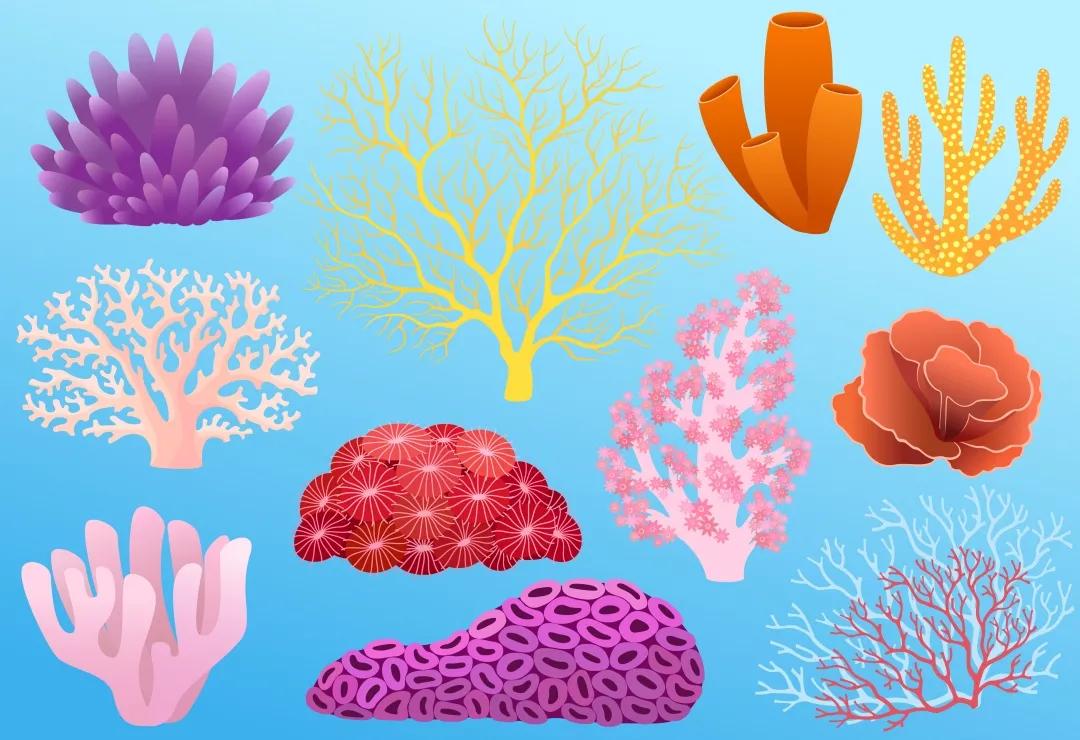 珊瑚是生物吗？珊瑚到底是动物还是植物-第29张图片