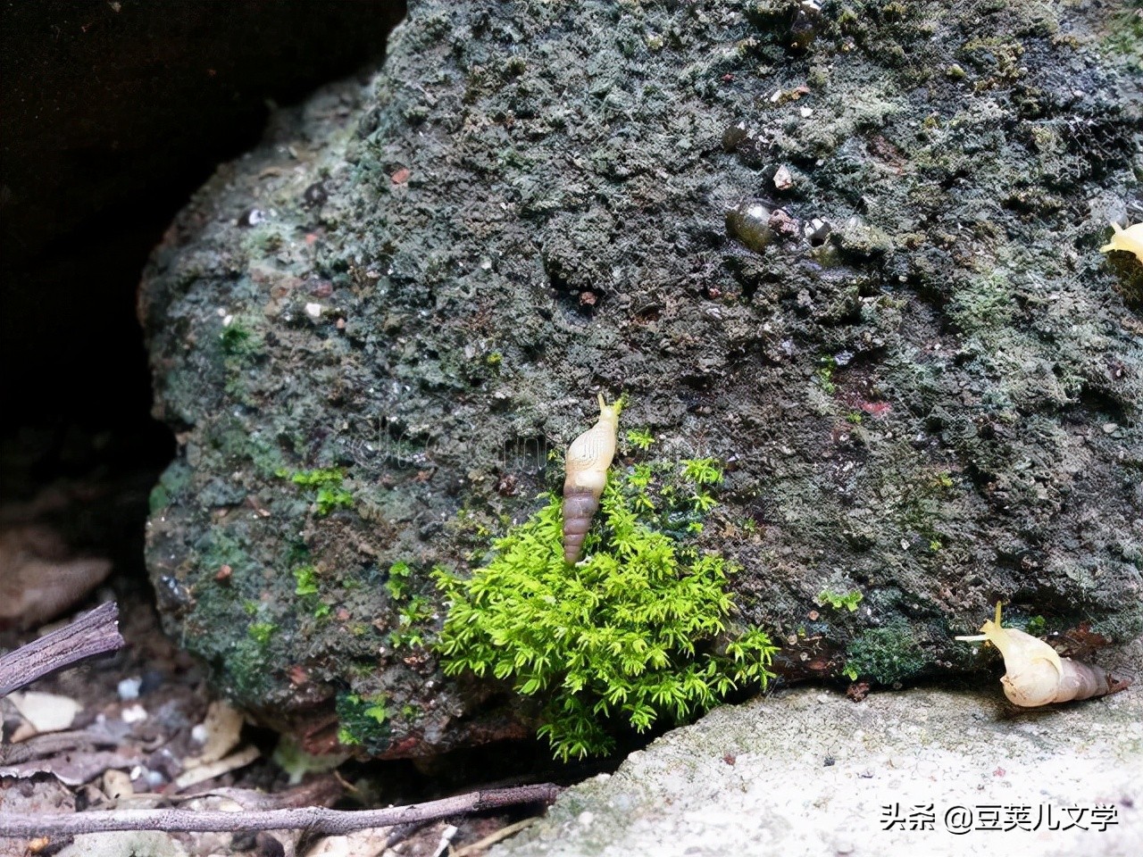 散文：我像只蜗牛一样走在路上
