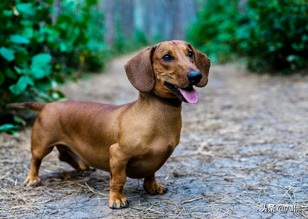 世界上50个最受欢迎的犬种的起源