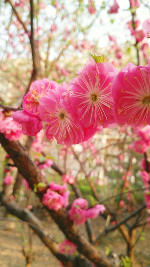 浅夏寻芳,无名小花也绽香.