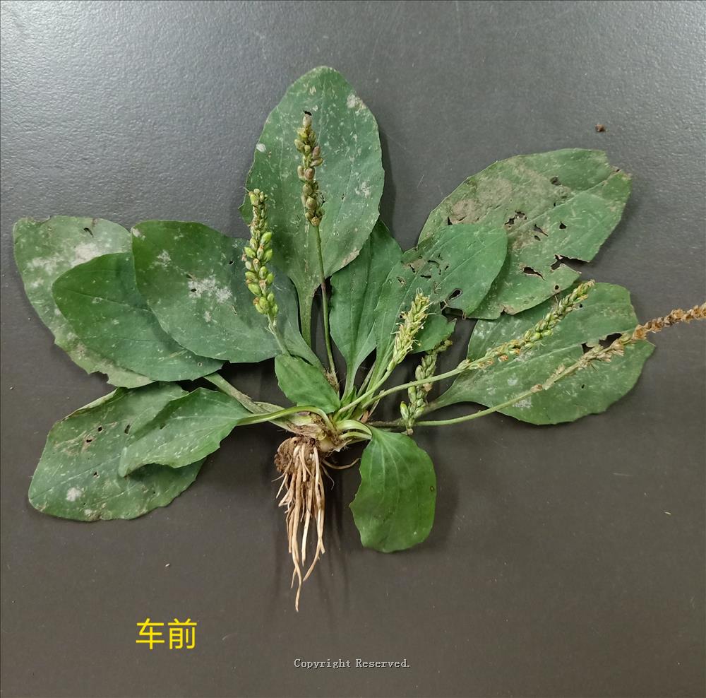 中医药平车前（一文详解车前与平车前的区别）