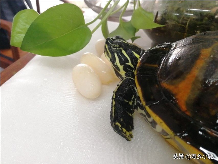 关于黄喉拟水龟（石金钱龟）的基本介绍（总结师父说过的话）