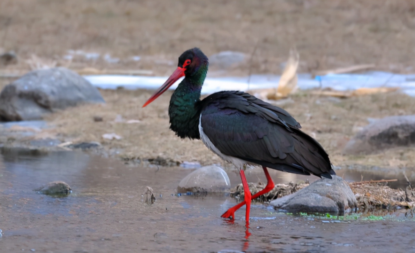 鹳的读音和意思