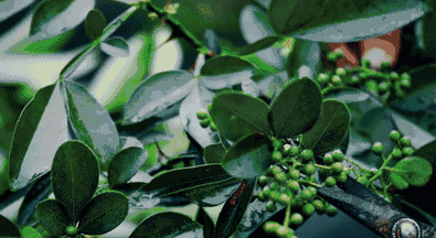 原来螨虫最怕的不是暴晒，床上放一些“花椒”，让螨虫消失
