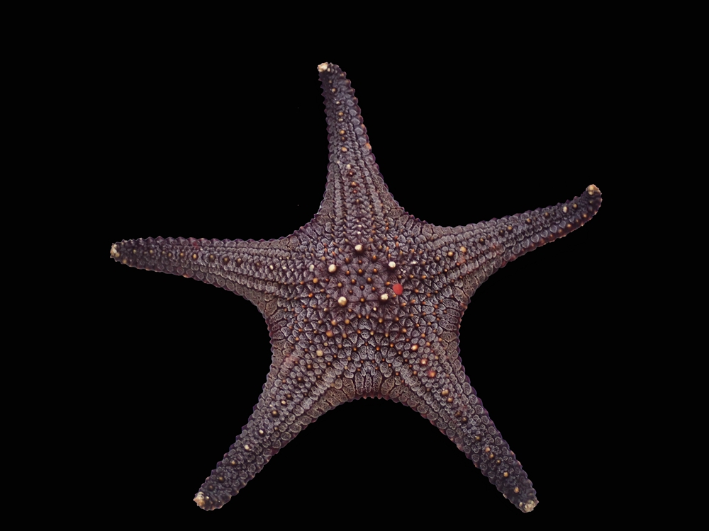 镶宝石海星,美丽又能吃的海星
