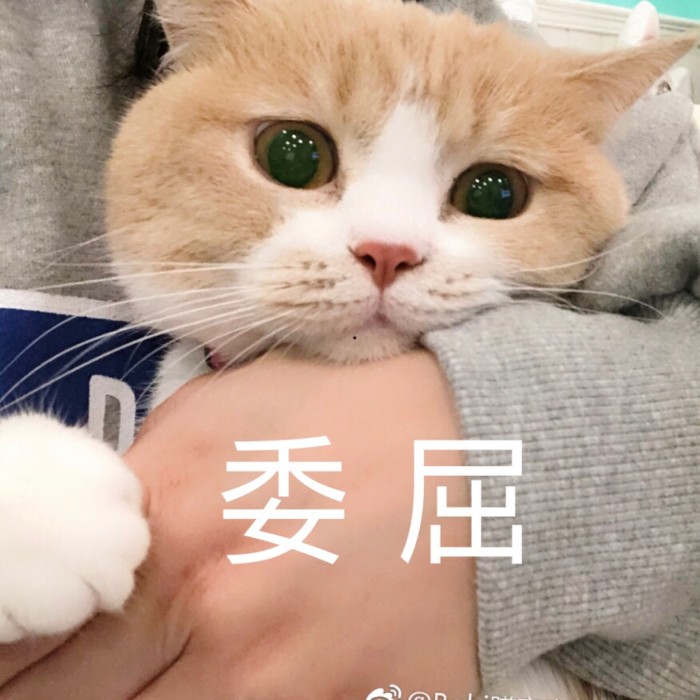 表情包：可不可以牵一下小猪猪的手？