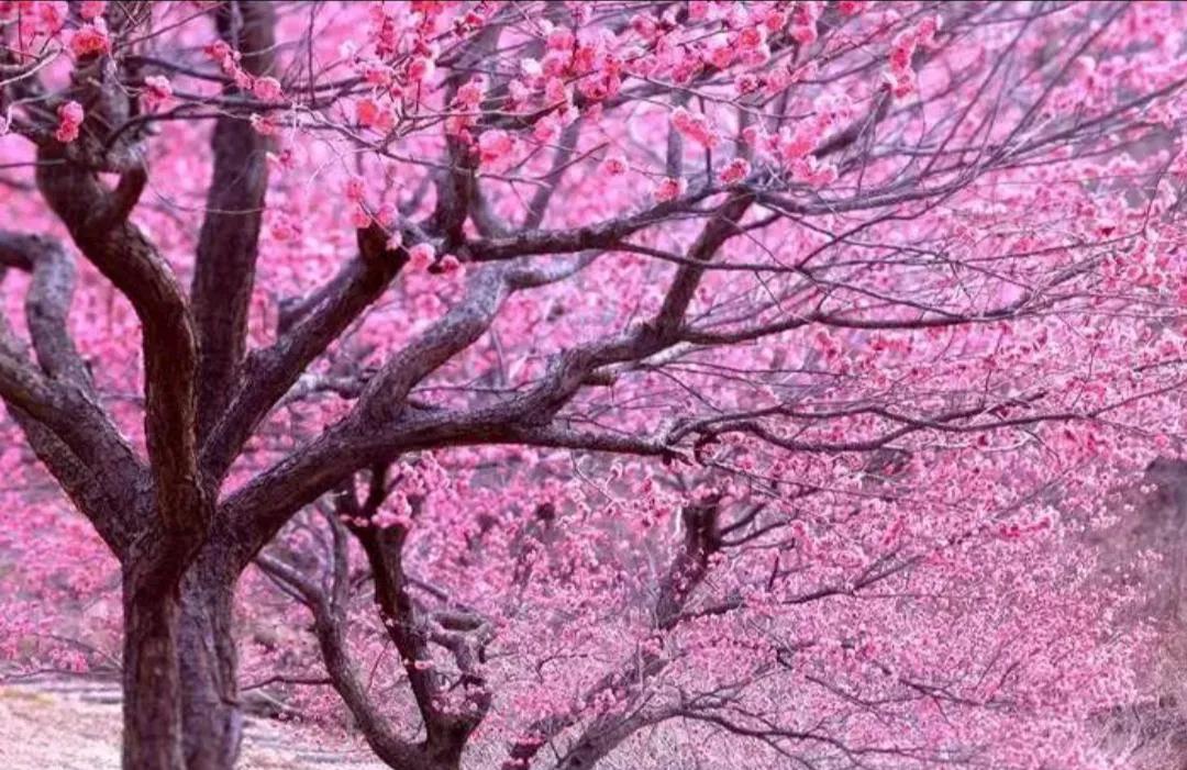 原创一百五十六：散文·四季之美