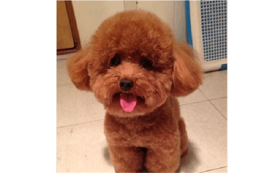 泰迪犬智商排名第二，仅次于边境牧羊犬