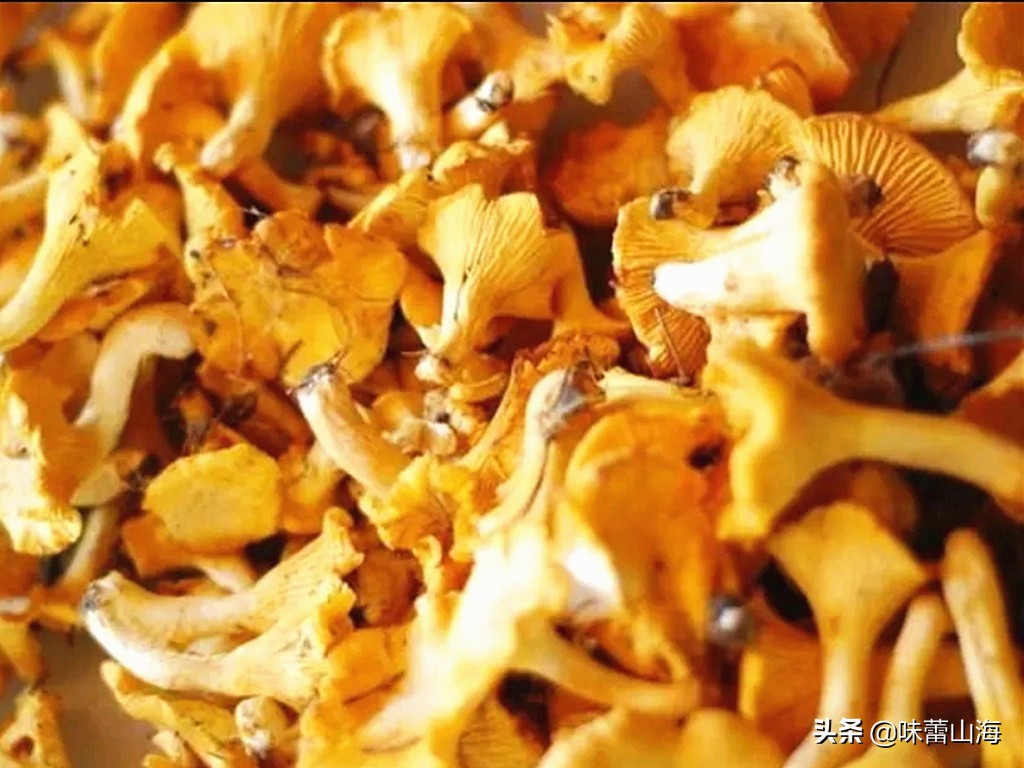 鸡油菌多少钱一斤(鸡油菌) - 价格百科