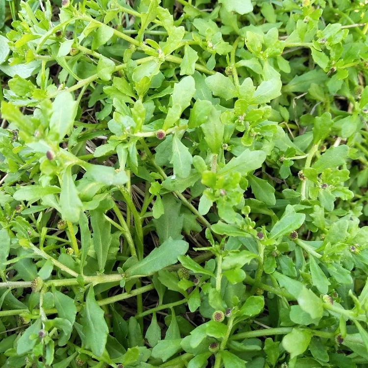 鹅不食草图片每日中药鹅不食草下次再见到鹅不食草时不要再把它们当