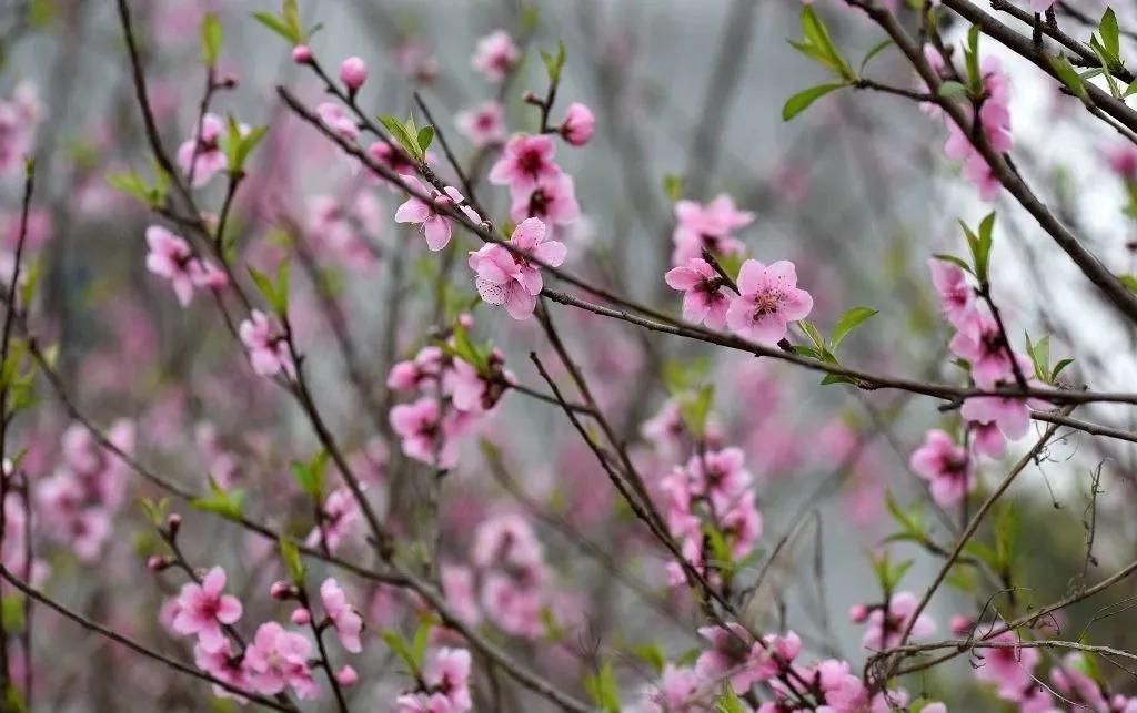 成都1.5h刹拢幽静山野，赏梨花、油菜花、桃花…不收门票