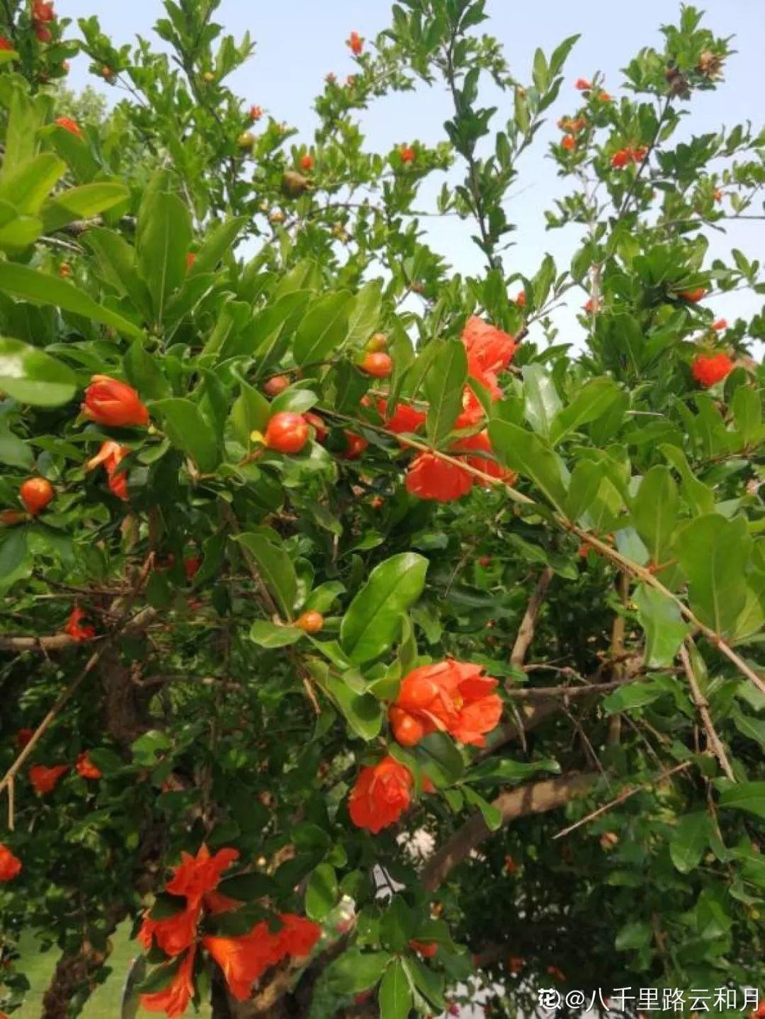 庭院适合种植什么树（适合在院子里养的9种树）