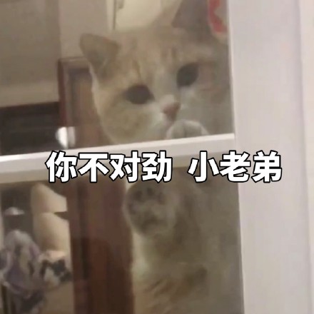 猫咪表情包：你不对劲，小老弟