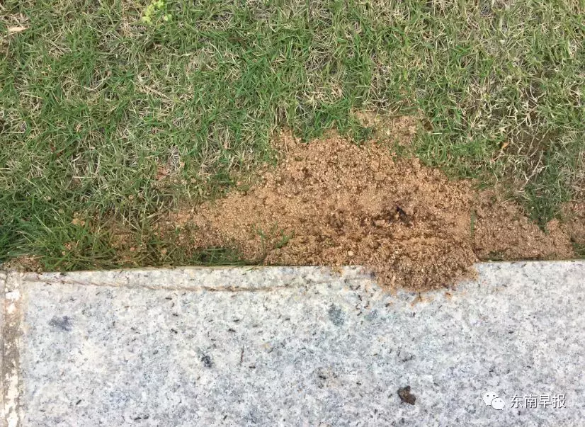 警惕！路边碰到这种小红土堆，赶紧躲远点！曾有多人因此中毒、休克！