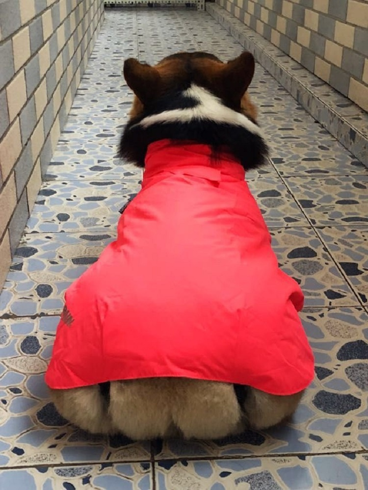 16种狗狗雨衣风格最后一张有点意思，ZOOLAND