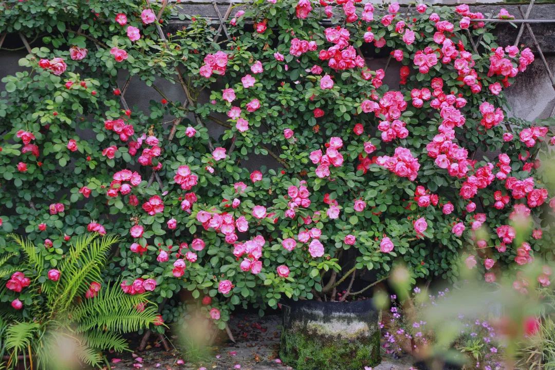 海妈花园访问｜想种花没地方？重庆小学老师在学校楼顶造了座花园