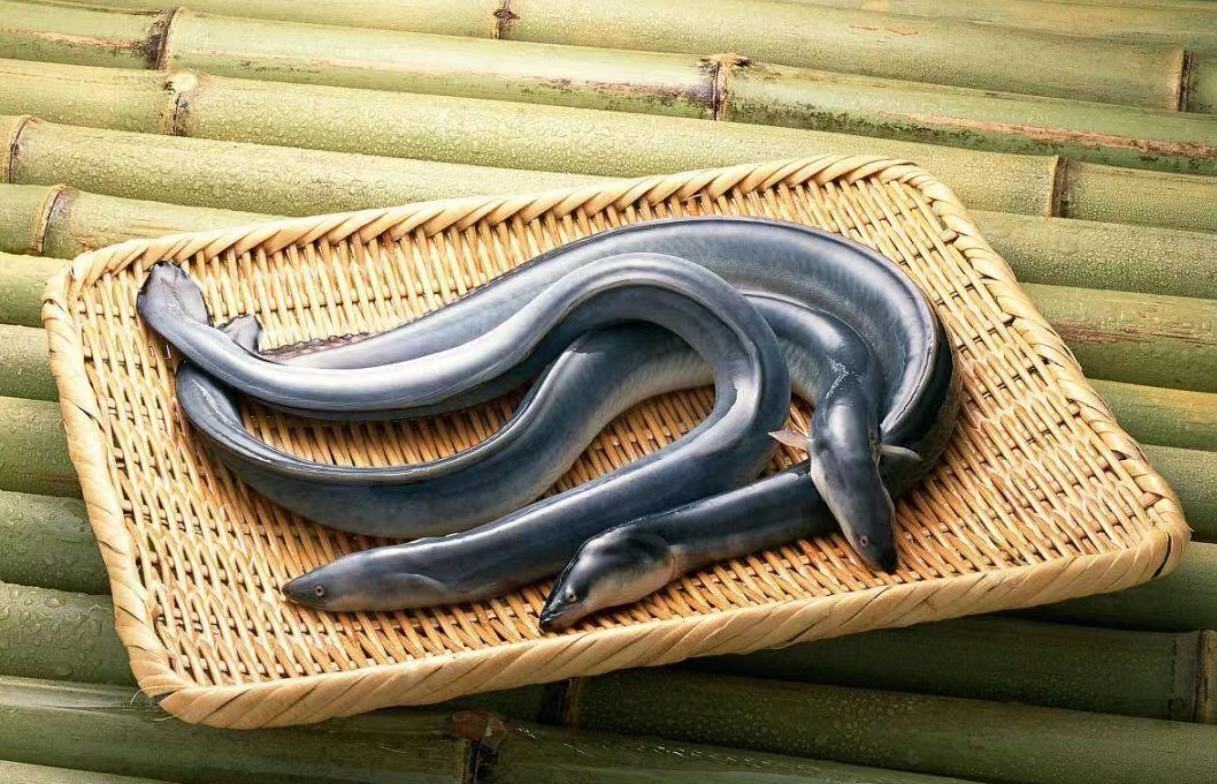 后来虽然有科学家研究了柳叶鳗愿意吃的食物,但是这些饲料的技术要求