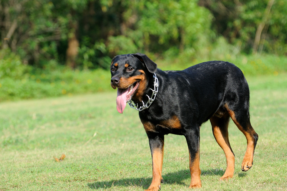 罗威纳犬价格这几种狗