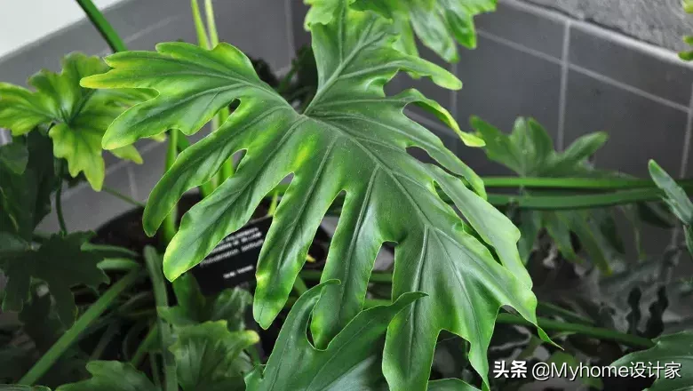 小户型布置,宜家买这5样就可以啦