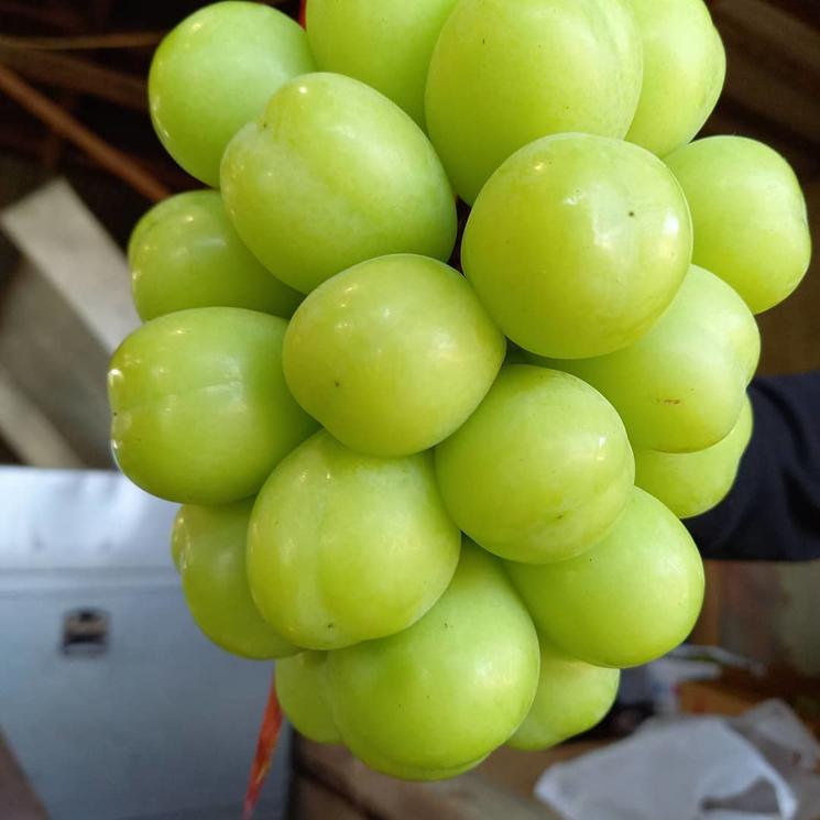 日本晴王葡萄和阳光玫瑰葡萄一样吗?价格为什么相差那么大?