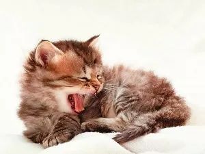猫鼻支是怎么诊断的，又该怎么办呢？|猫鼻支治疗方法一览