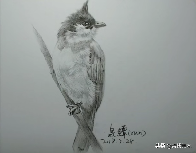 新手入门必学素描小鸟，步骤很简单，画出来传神又可爱