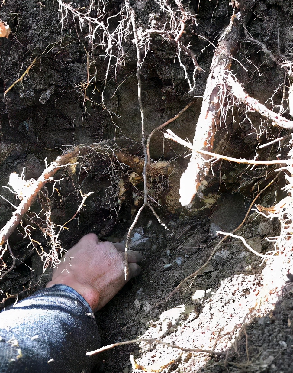 俗称“野山药”，采挖难度不亚于冬虫夏草，1天只挖几斤，25元1斤
