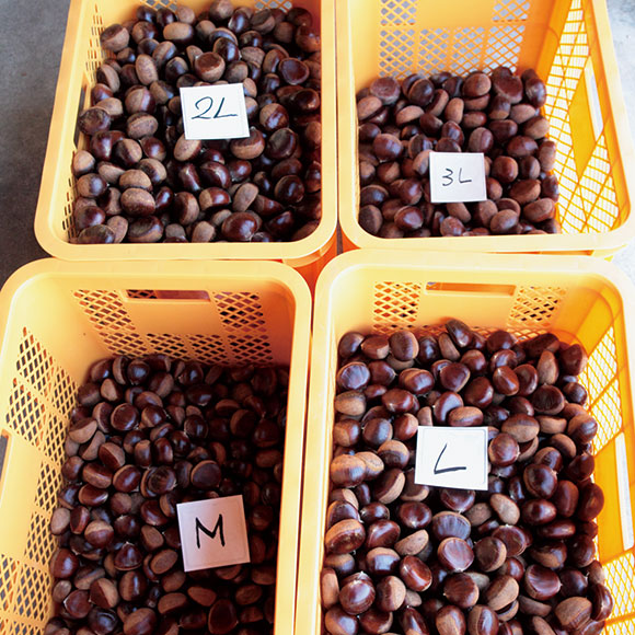 沐夏生活美学｜长谷川弓子在《大栗子》树下