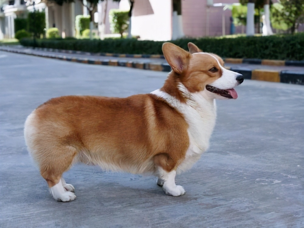 区别"纯种柯基和串串柯基",看这6个细节就知道了