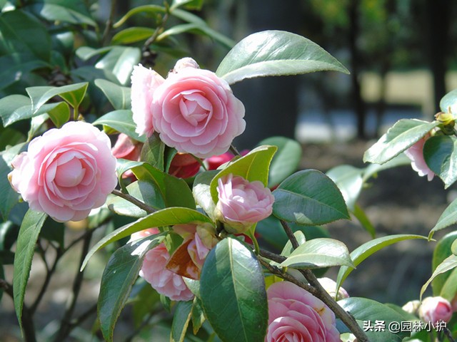 菊花代表什么花语（花语系列之中国十大名花）