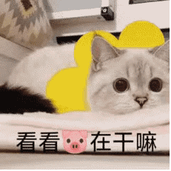 动图表情图：过来！屁股给我摸一下