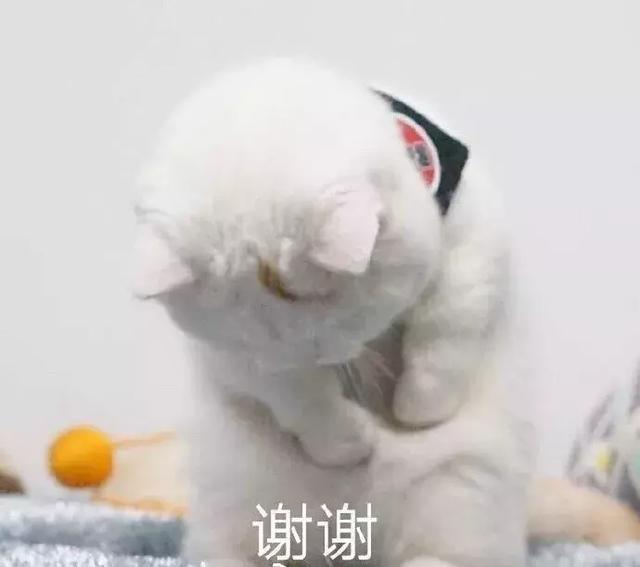 斗图表情包：雨你无瓜