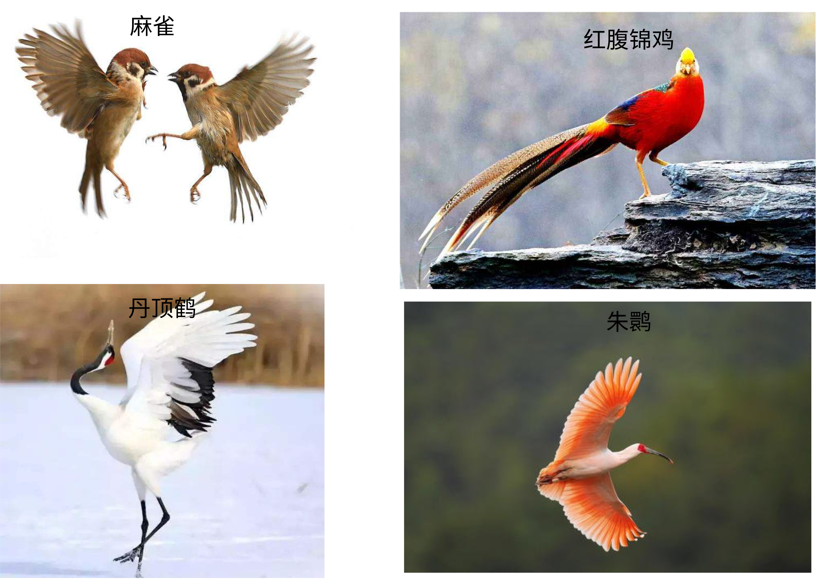 中國的國鳥是什麼鳥(知識科普我國的國鳥)