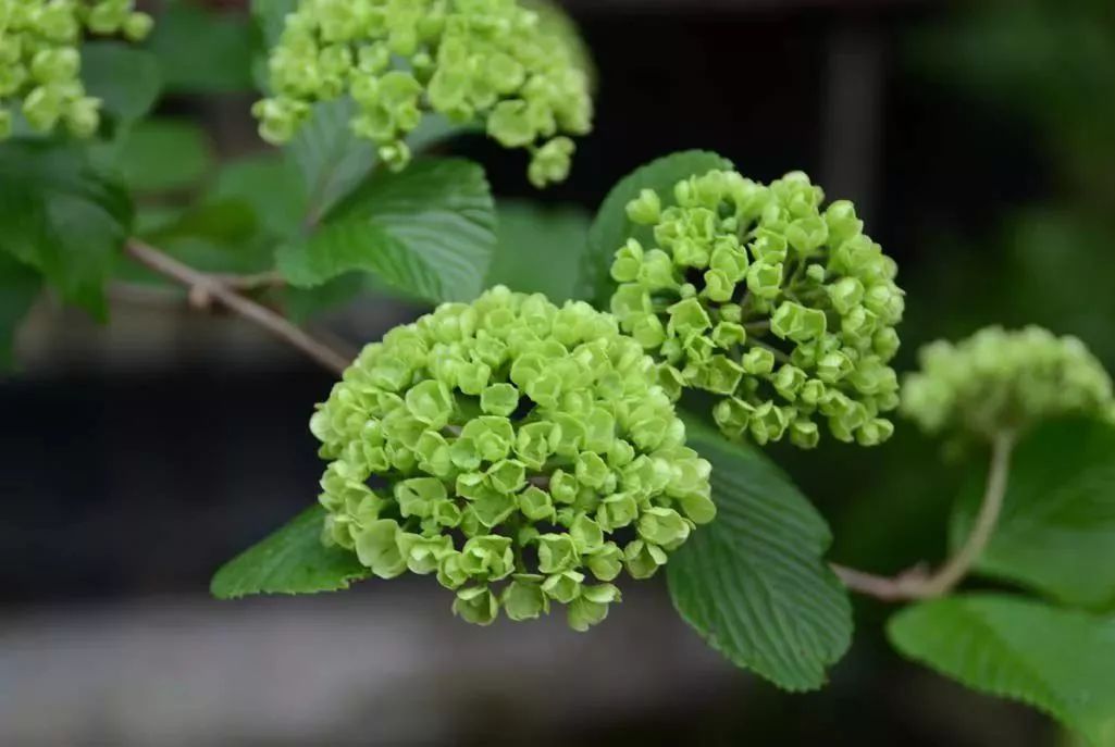 在春天開花燦爛的莢蒾,很多人都將它誤以為是繡球花