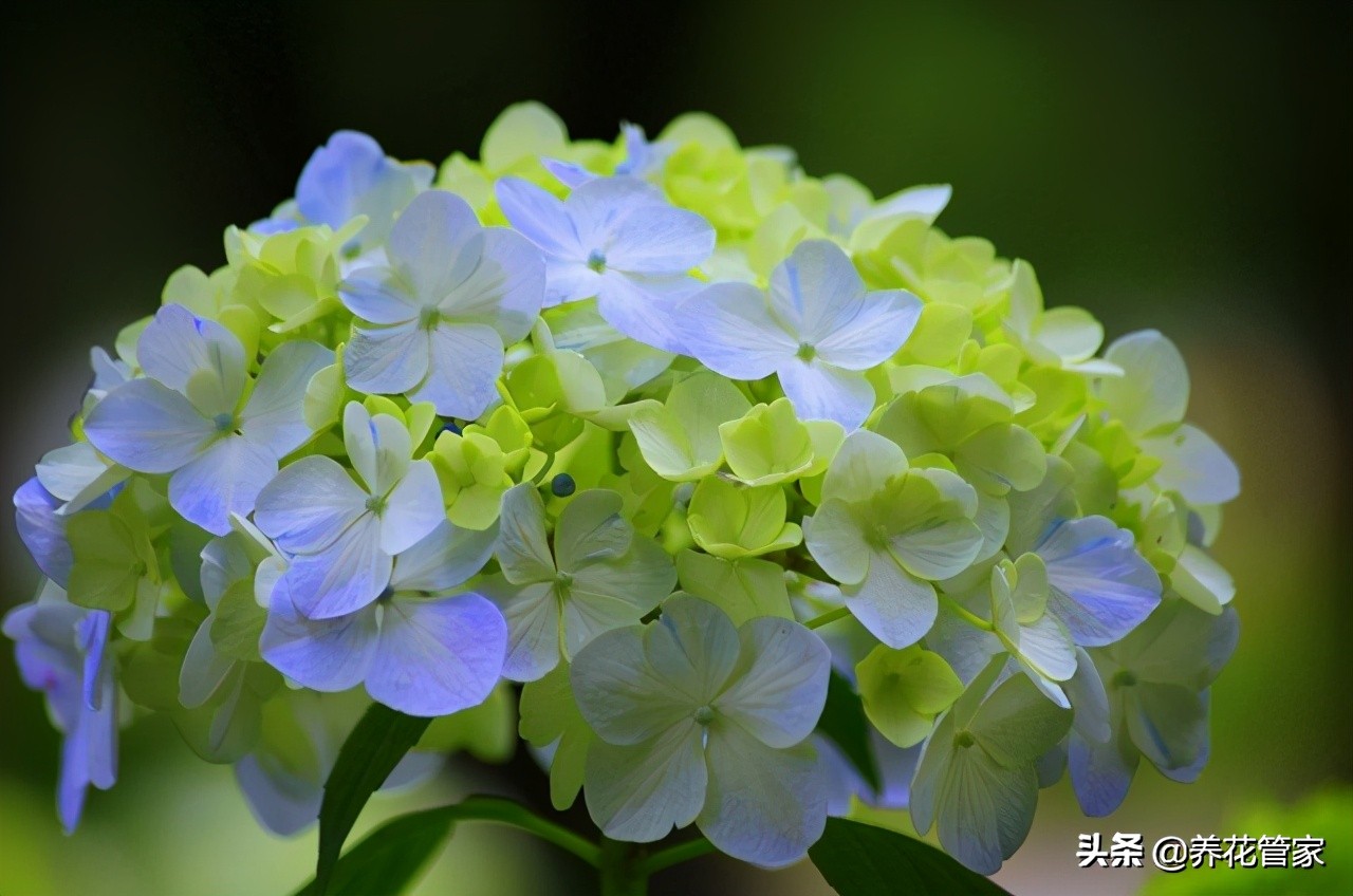 绣球花有几种颜色（详解七变花的名字由来）