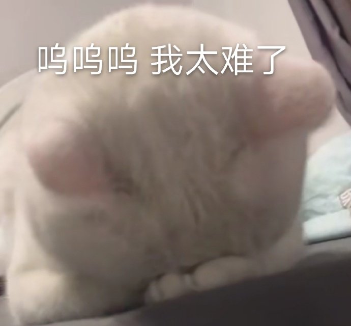 猫咪表情包合集我小猫咪的心好痛