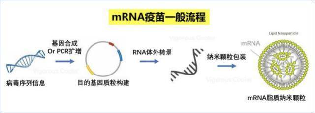 最先进的mRNA疫苗到底安全吗？为何被美国民众质疑？原来如此