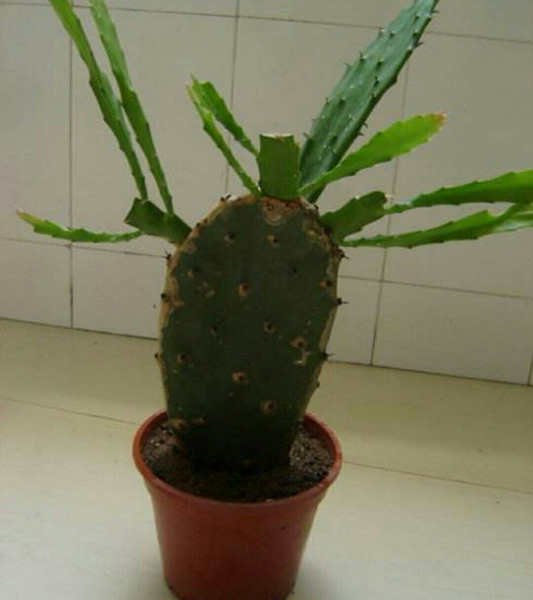 美丽的令箭荷花,原来这么好养,摘片叶子就能插活!