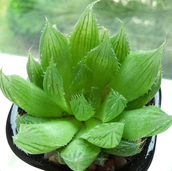 如水晶一般晶莹剔透也叫水晶莲多肉中的三角琉璃莲通体透亮,宛如翠玉