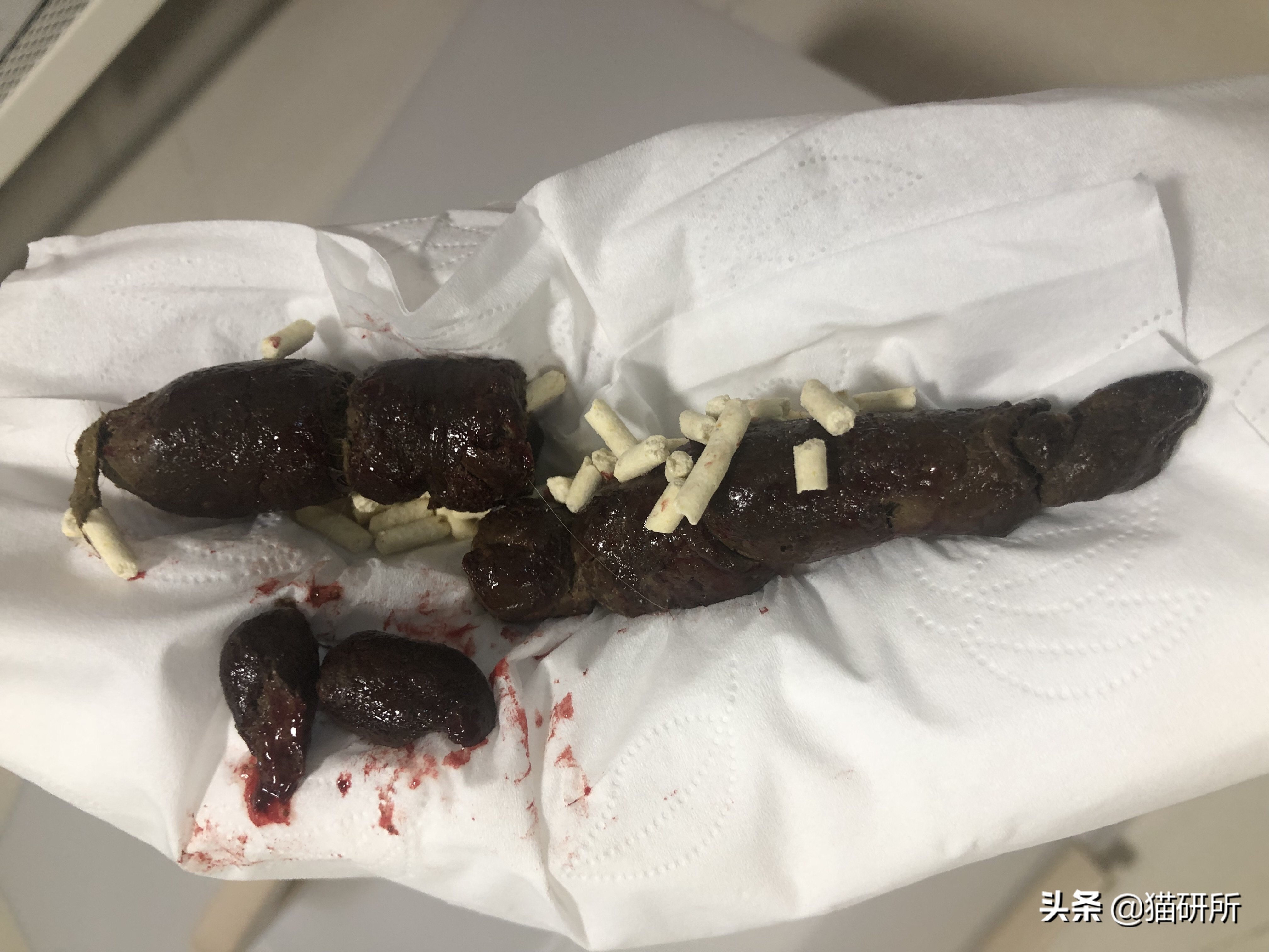 怀疑猫咪有寄生虫，铲屎官如何排查？