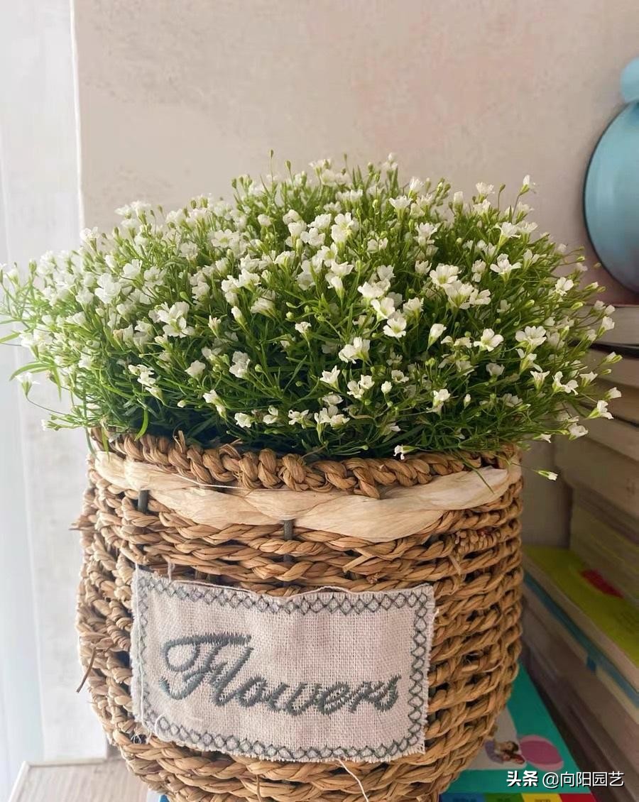 多肉满天星怎么养正确方法图文