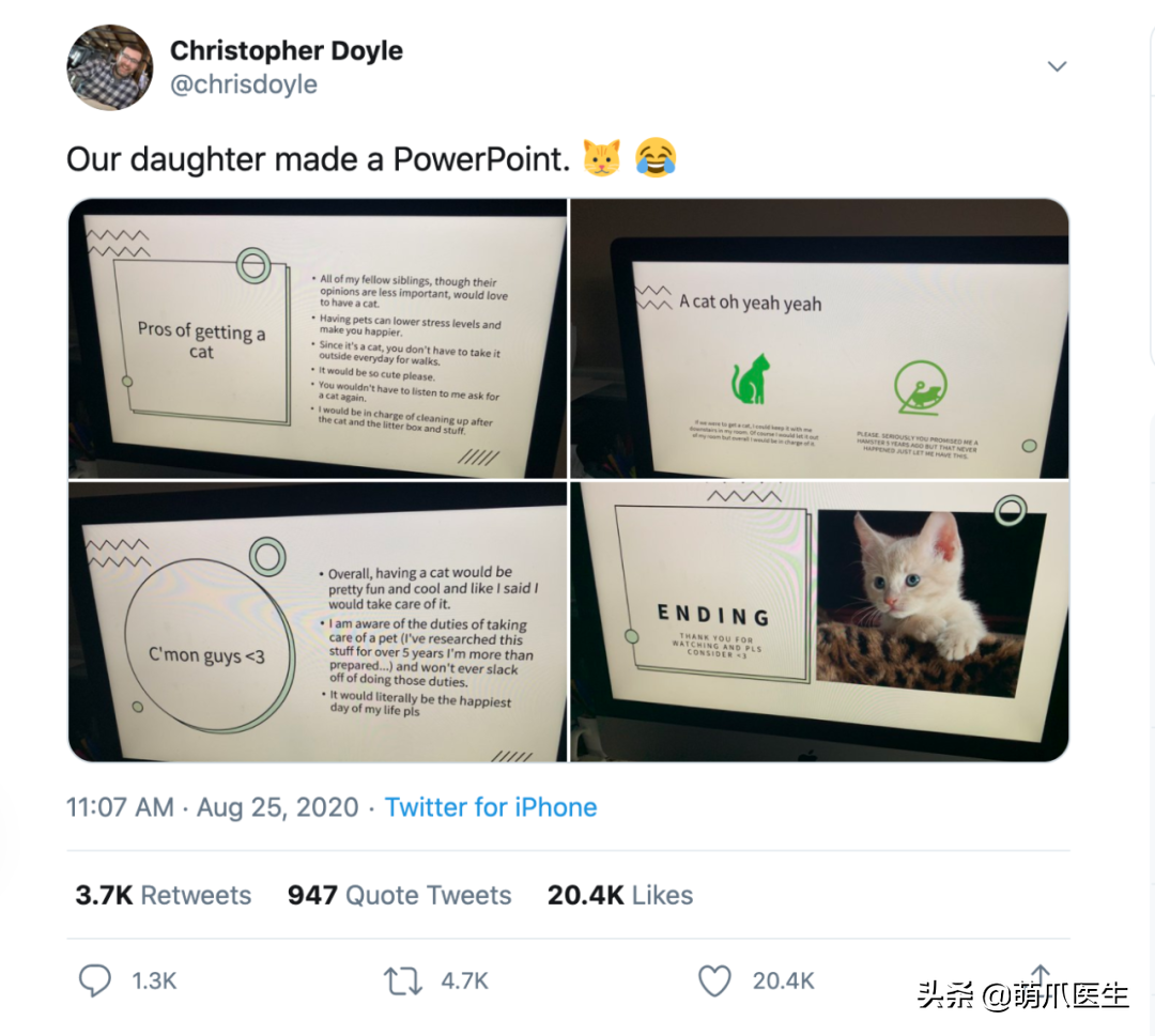 为养猫10岁女孩做PPT说服父母，网友：快让她养