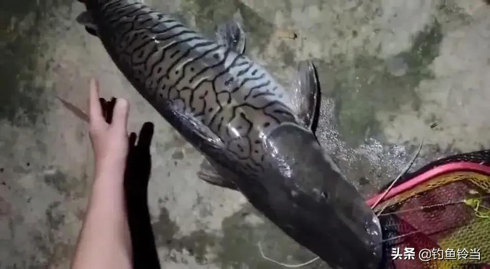 珠江钓起罕见“怪鱼”，真的价值5000元？别神化，它是外来物种