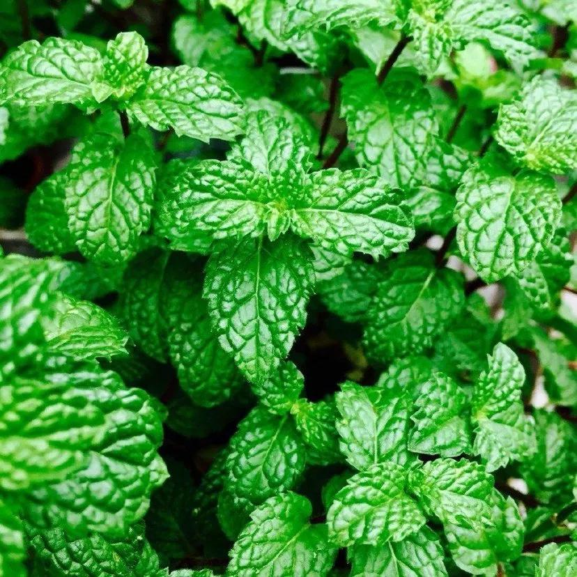 薄荷叶的吃法 哪些人不能吃薄荷 - 汽车时代网