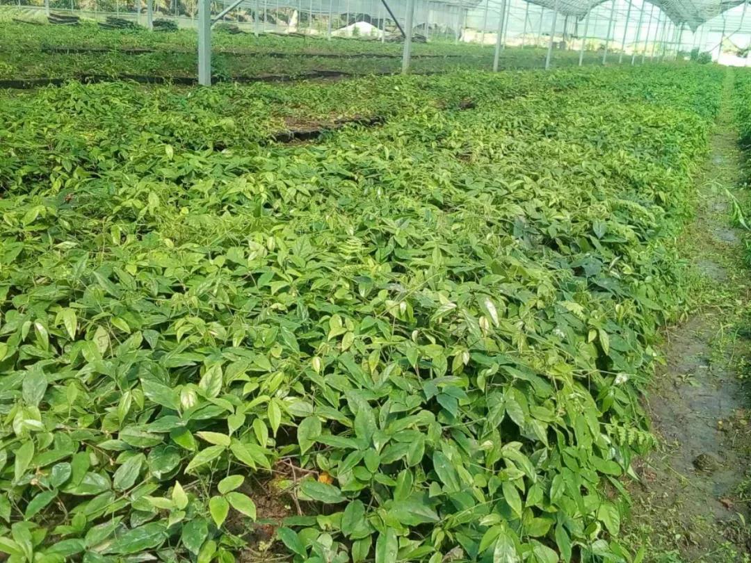 金线吊葫芦多少钱一斤(农村这种植物) - bat日报