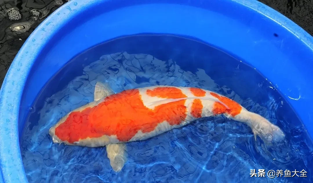 锦鲤烂鳍烂尾充血溃烂治疗办法